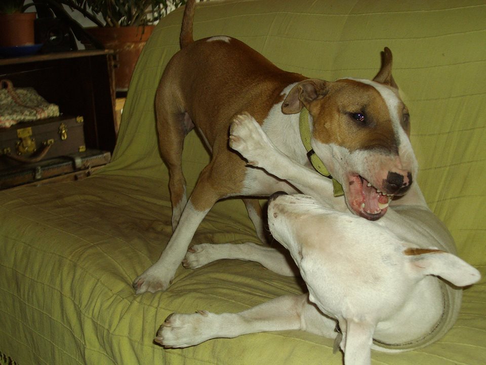 J’ai déjà un chien, puisje adopter un bull terrier