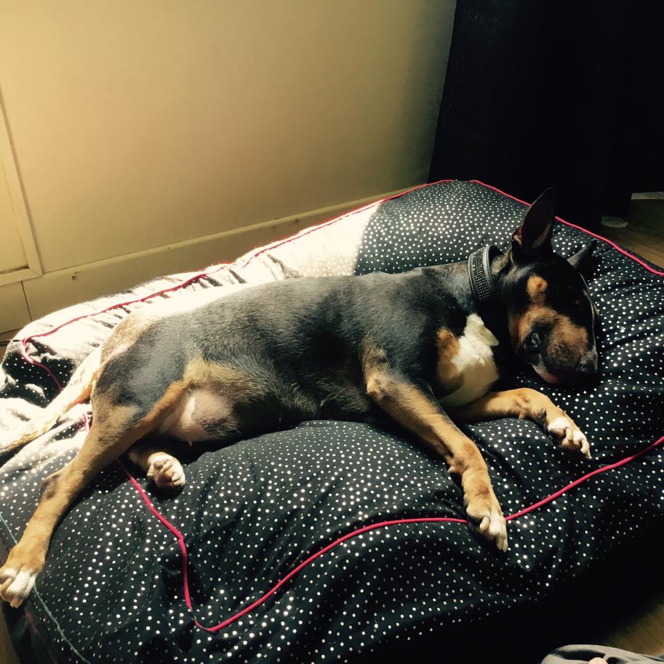 J’ai déjà un chien, puisje adopter un bull terrier