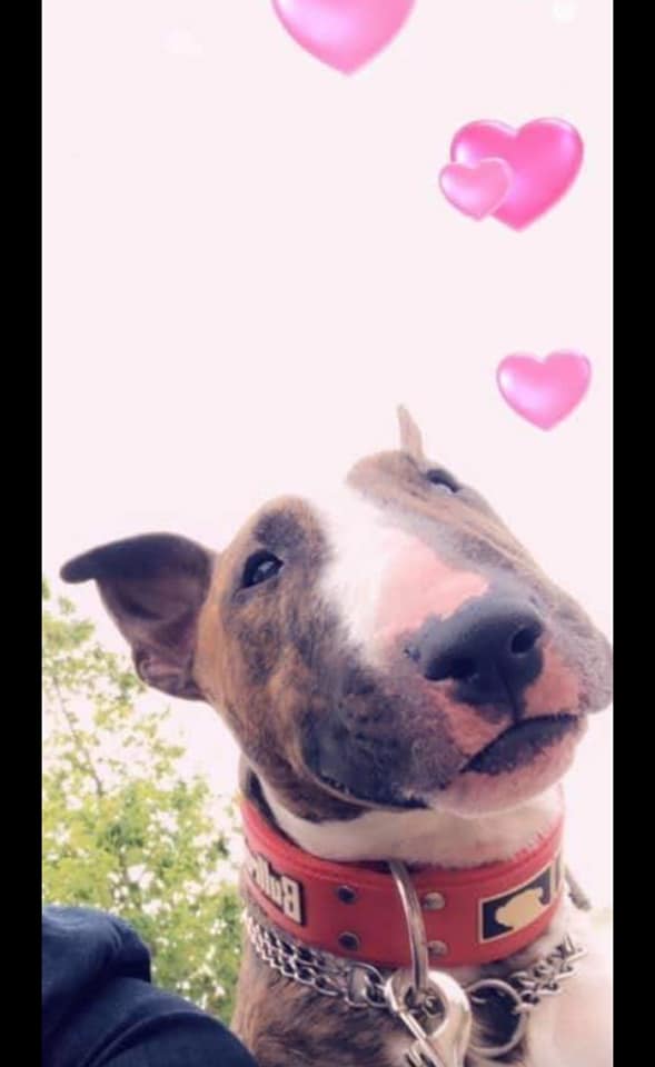 Les Chiens A L Adoptions Alerte A Malibull
