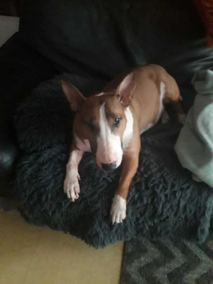 HOLLY - Femelle